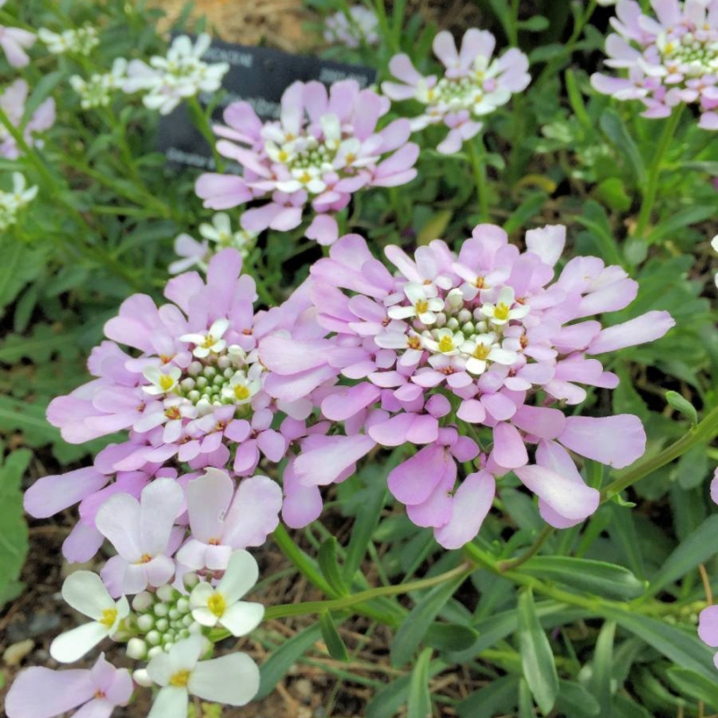 Gibraltar Candytuft Iberis gibraltarica